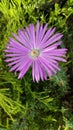 Pigface flowers are very pretty Royalty Free Stock Photo