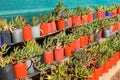 Pigface small plants growing in plastic pots