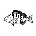 Pigfish Orthopristis Chrysoptera or Piggy Perch Side View Cartoon Black and White