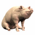 Piggie - 02 Royalty Free Stock Photo