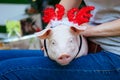 Piggie piggy piglet red pig sits 2019 Yellow New Year christmas hold hand face decorations deer antler horn