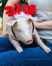 Piggie piggy piglet red pig sits 2019 Yellow New Year christmas hold hand face decorations deer antler horn