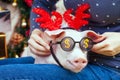 Piggie piggy piglet red pig sits Yellow New Year christmas hold hand face decorations deer antler horn sunglasses