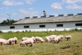 Piggies graze together on animal farm summertime