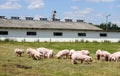 Piggies graze together on animal farm summertime