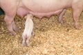 Piggies and Sow Royalty Free Stock Photo
