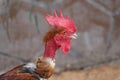 Chicken in Emirates zoo abudhabi United Arab Emirates