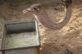 Ostrich in Emirates zoo abudhabi United Arab Emirates