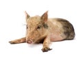 Pigglet Royalty Free Stock Photo