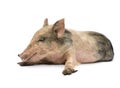 Pigglet Royalty Free Stock Photo