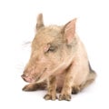 Pigglet Royalty Free Stock Photo