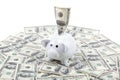 Piggy Bank on the background of a stack of dollar bills Royalty Free Stock Photo