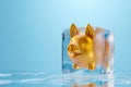 Piggy bank frozen in ice cube. Frozen savings, funds and assets, unavailable money. The concept of bankruptcy and capital freezing Royalty Free Stock Photo