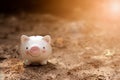 Piggy bank on the ground with sunlight in the morning. Royalty Free Stock Photo