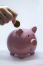 Pink piggy Bank. Symbol of new year 2019 Royalty Free Stock Photo