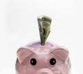 Piggy bank with hundred dollar bill Royalty Free Stock Photo