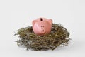 Piggy bank in a nest on white background