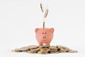 Piggy bank on pile of money and falling euro coins Royalty Free Stock Photo