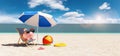 Piggy Bank sunglasses in a beach chair on the Beach with umbrella - Holidays In Economic Royalty Free Stock Photo