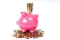 Piggy bank with USD notes Royalty Free Stock Photo