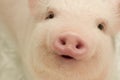 Piggy close-up. portrait of a cute pig. Piglet is smiling