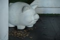 Piggy with coins