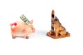 Piggy pig and border dog on white background Royalty Free Stock Photo