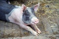The piggy pig on the farm. The pig lies on the straw. Royalty Free Stock Photo