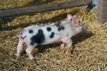 The piggy pig on the farm. Small pig outside digging dirt playing on farm Royalty Free Stock Photo