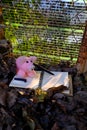 Piggy woolen pink pig writing paper, falling leaf with yellow sunset light