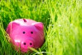 Piggybank on green spring grass