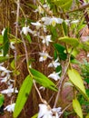 pigion flower plant Royalty Free Stock Photo