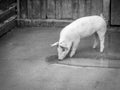 Single Piglet in Barnyard (Black and White)