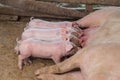 Piglet being breast-fed pigs in a wooden enclosure. Royalty Free Stock Photo