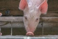 Piglet in the cage