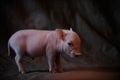 Piglet came to take photo in studio in the village house