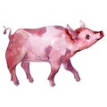 Piglet farm animal isolated. Watercolor background illustration set. Isolated piggie illustration element.