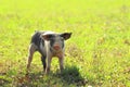 Piglet on farm Royalty Free Stock Photo
