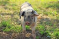 Piglet on farm Royalty Free Stock Photo