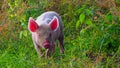 A piglet grazing in a lush green field