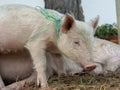 Piglet with a green ribbon