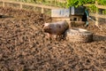 An itchy piglet scratching against an old tyre in the mud Royalty Free Stock Photo