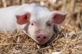 Piglet on hay and straw at pig breeding farm