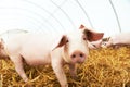 Piglet on hay and straw at pig breeding farm Royalty Free Stock Photo