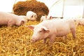 Piglet on hay and straw at pig breeding farm Royalty Free Stock Photo