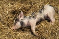 A Piglet laid in straw