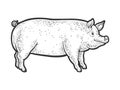 piglet line art sketch vector illustration