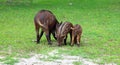 Piglet and mother wild boar Sus scrofa