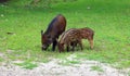 Piglet and mother wild boar Sus scrofa