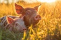 piglet nursing from a sow in a grassy pasture with sunlight Royalty Free Stock Photo